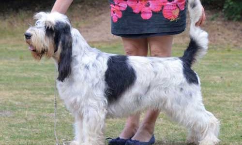 Grand-Basset-Griffon-Vendeen Grand-Basset-Griffon-Vendeen