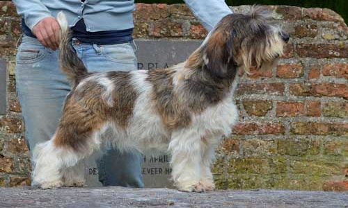 Petit-Basset-Griffon-Vendeen Petit-Basset-Griffon-Vendeen