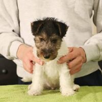 applause pup