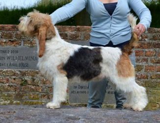 diekleur-gbgv diekleur-gbgv