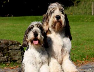 gbgv-pbgv-2 gbgv-pbgv-2