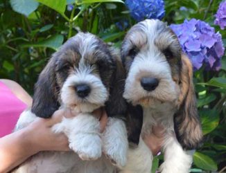 gbgv-pbgv-3 gbgv-pbgv-3