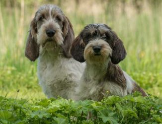 gbgv-pbgv-4 gbgv-pbgv-4