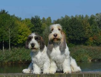 gbgv-pbgv-6 gbgv-pbgv-6