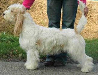 lemon-wit-gbgv lemon-wit-gbgv