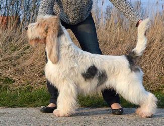 lichte-driekleur-gbgv lichte-driekleur-gbgv