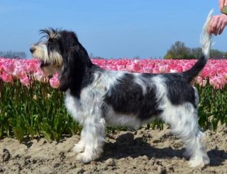 zwart-tan-wit-gbgv zwart-tan-wit-gbgv